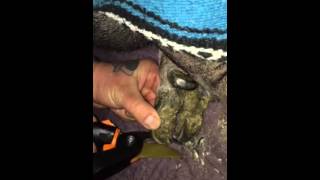 How to Properly Clip Potbelly Pig Hooves