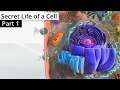 The Secret Life of a Cell, Part 1 - Organelles