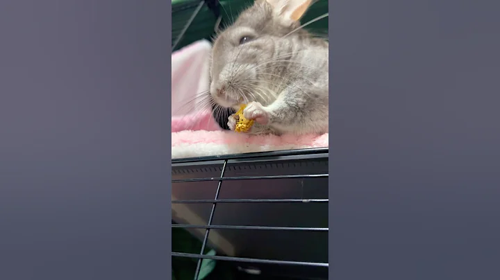 Video 10917971: cat chinchilla pets, cat chinchilla cute