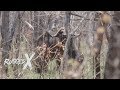 Cape Buffalo of the Selous