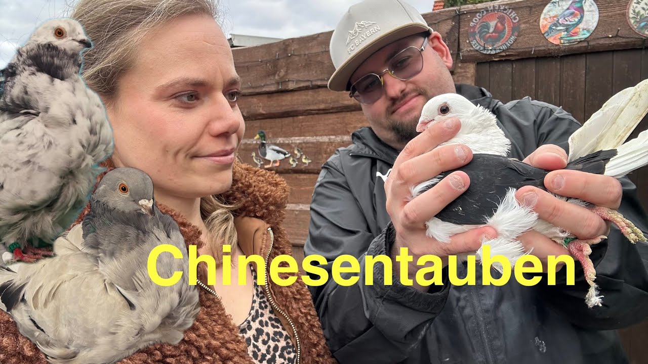 Chinesentauben 🕊️ | Taubenhaltung | Tauben | Rassetauben | Rassegeflügelzucht | Strukturtauben 