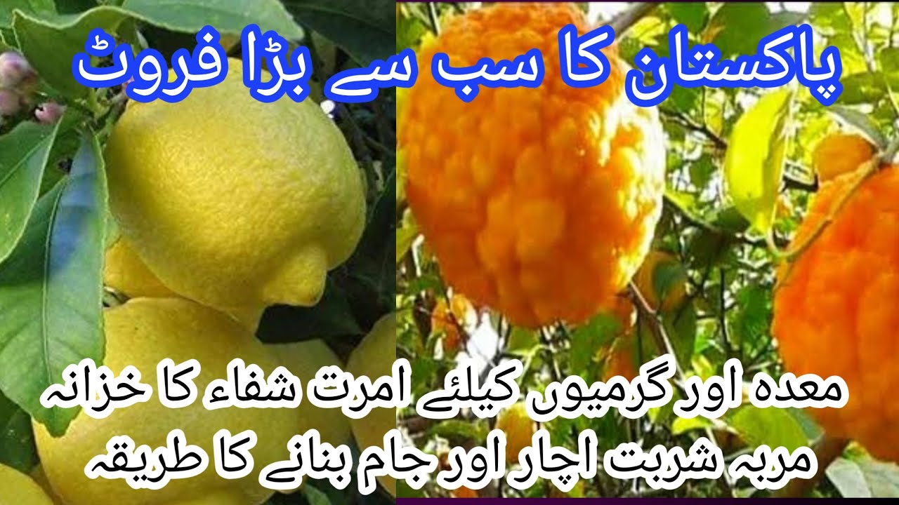 گلگل کے طبعی فائدے | biggest fruit in pakistan | غل غل یا گلگل کے فوائد ...