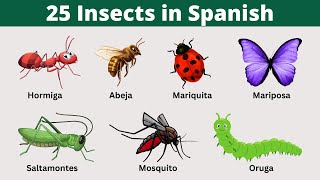 25 Names of Insects in Spanish |Spanish Vocabulary