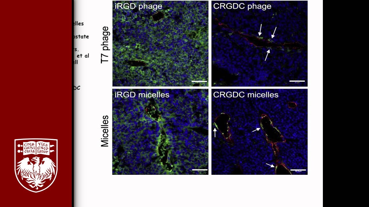 Protein Analogous Micelles Varied Multi Functional - 