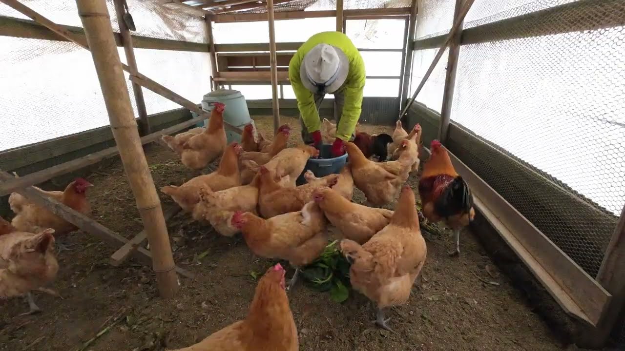 いつもの朝ごはん（フルver.）