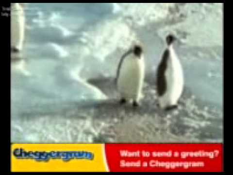 Pingüino cabron