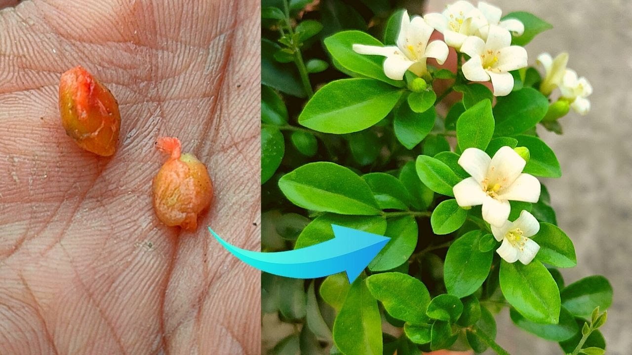 Grow Kamini Plant from seed Seed se kamini kaise banayein YouTube