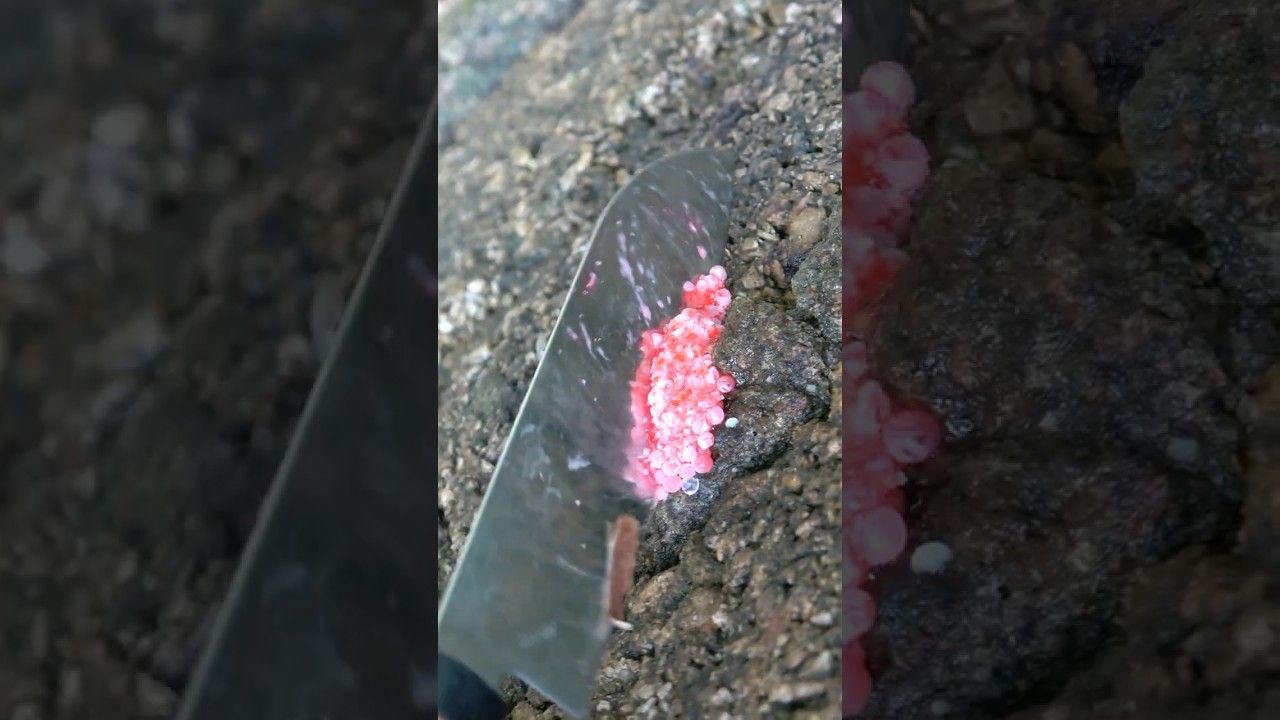 Close-up of chopped snail eggs 