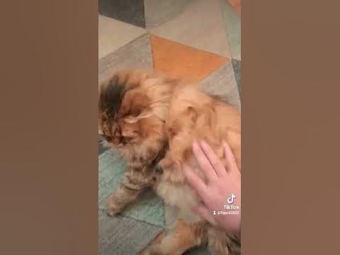 жирный кот - YouTube