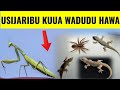 Tahadhari wadudu hawa 6 hutakiwi kuwaua  ukiwaona nyumbani kwako