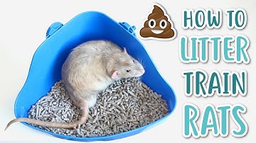 HOW TO LITTER TRAIN RATS!