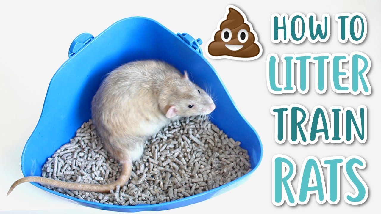 HOW TO LITTER TRAIN RATS! - YouTube
