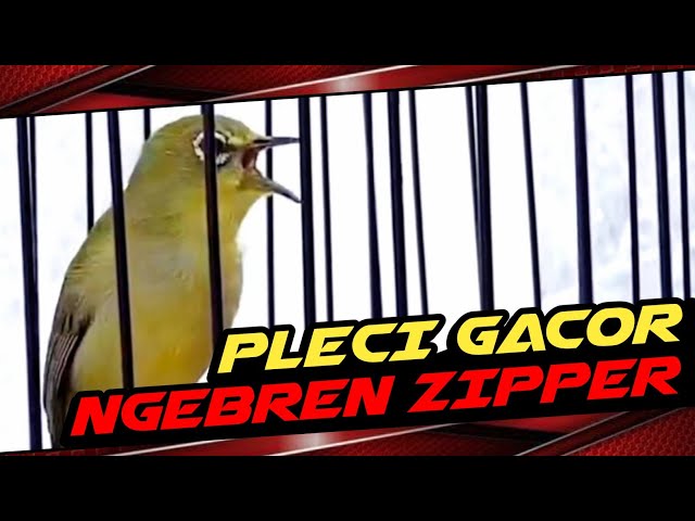 PLECI GACOR TEMBAKAN MEWAH // SUPER ZIPPER PANJANG BREN CIBLEK // pancingan pleci 2024 #vídeoviral class=