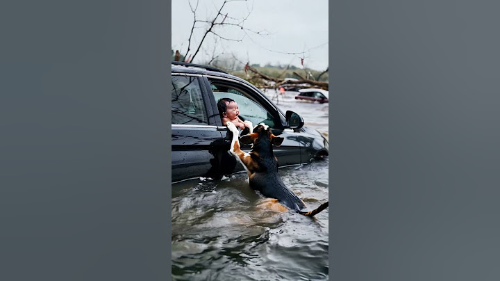 The car was about to be submerged, but fortunately the dog found the baby trapped in the car
