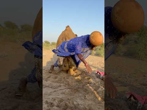 الف تاة ت رك ب الج م ل لأو ل م ر ة ف ي غض ب الج م ل وي سق ط ها في الر مال