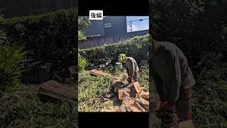 愛知県一宮市で樹木の伐採 後編です。
