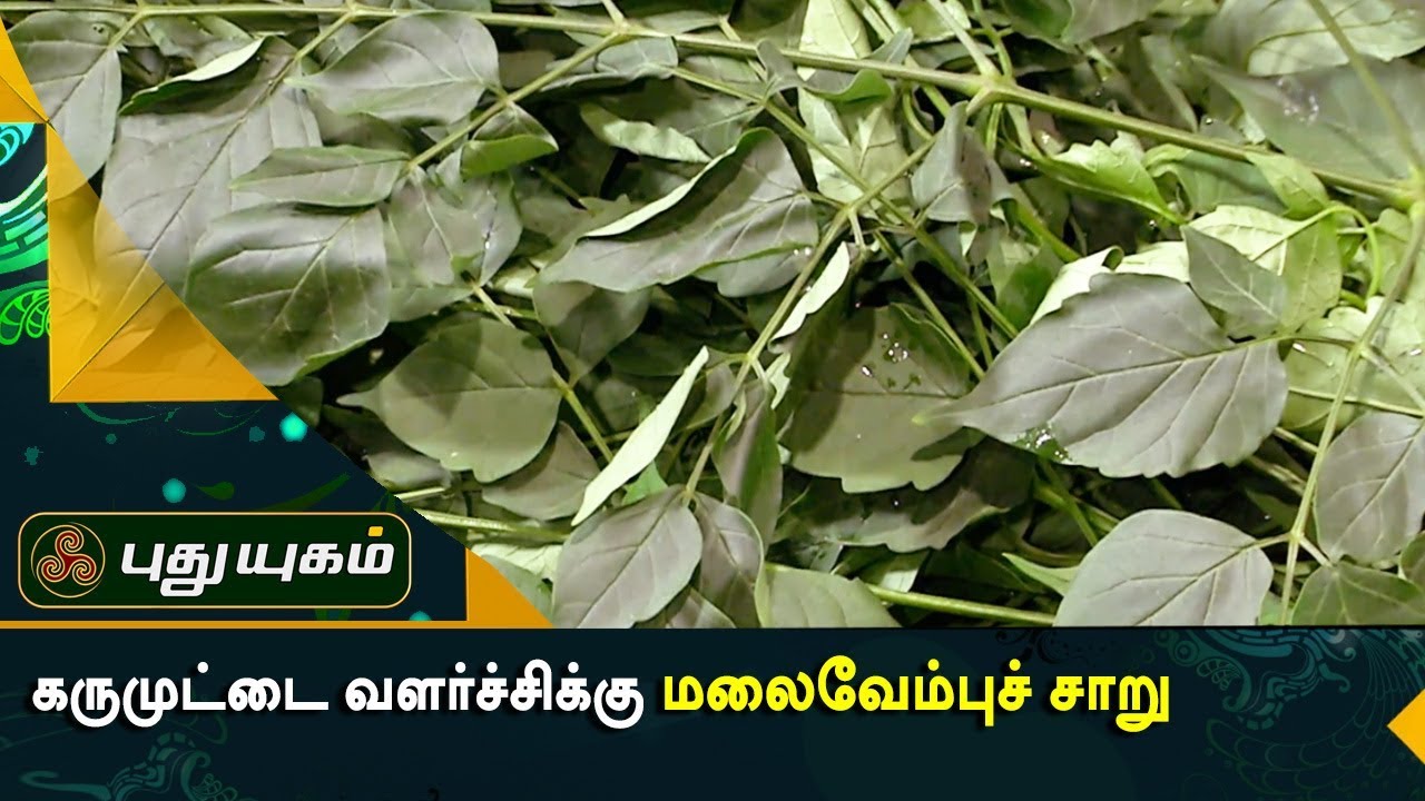 மாதவிடாய் சீராக உதவும் மலைவேம்பு | அறிவோம் ஆரோக்கியம் | 28/09/2017