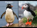Science Lesson:  Penguins and Puffins