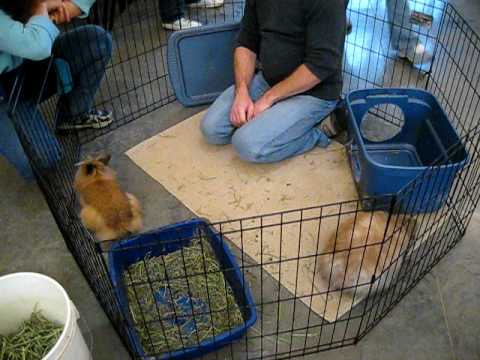 At the House Rabbit Society Meeting