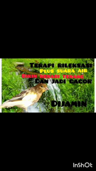 terapi rileksasi plus suara air, bikin kenari gacor, kenari paud cepat bunyi