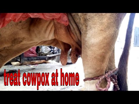 Video: Treatment Of A Bitch Udder With Folk Remedies And Methods (methods)