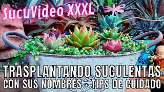 Trasplante de SUCULENTAS con sus NOMBRES - VIDEO XXXL #SUCUVIDEOXXL #almacactusera