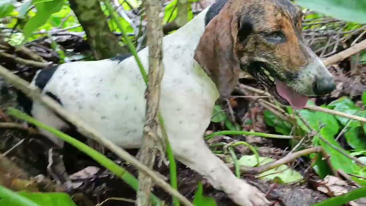 Paca andou muito,  mais a cachorrada achou