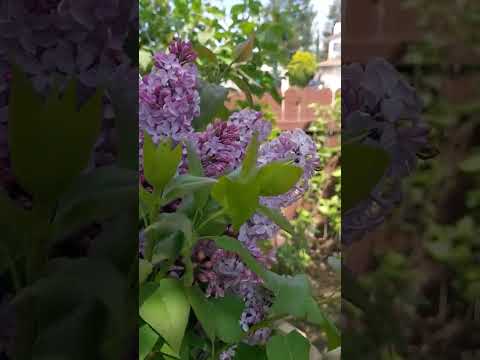 Запах сирени #сирень #короткиевидео #цветы#wow#flowers #shortvideo#шортс #shortsvideo#satisfying