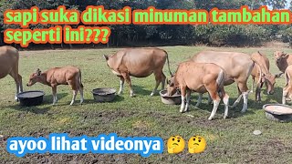 cara menambah nafsu makan sapi dengan memberikan pakan tambahan???#sapibali#viral#breeding