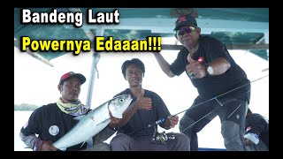 Ternyata Bandeng Laut Powernya Luar Biasa Part #1