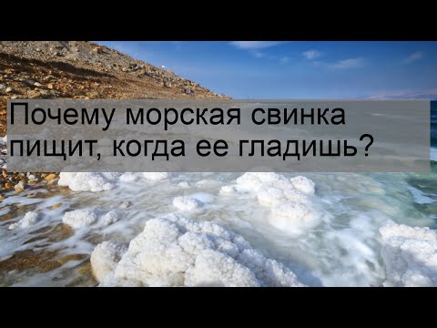 Почему морская свинка пищит, когда ее гладишь?