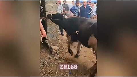 Kocak & Lucu, ada aja tingkahnya #4 #funny #lucu 