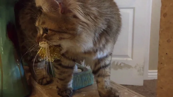 Video 172001: russian siberian cat, siberian cat playing fetch, cat playing water