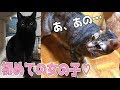 初めて女の子と出会ったオス猫たちの反応が中学男子すぎるｗｗｗｗｗｗ