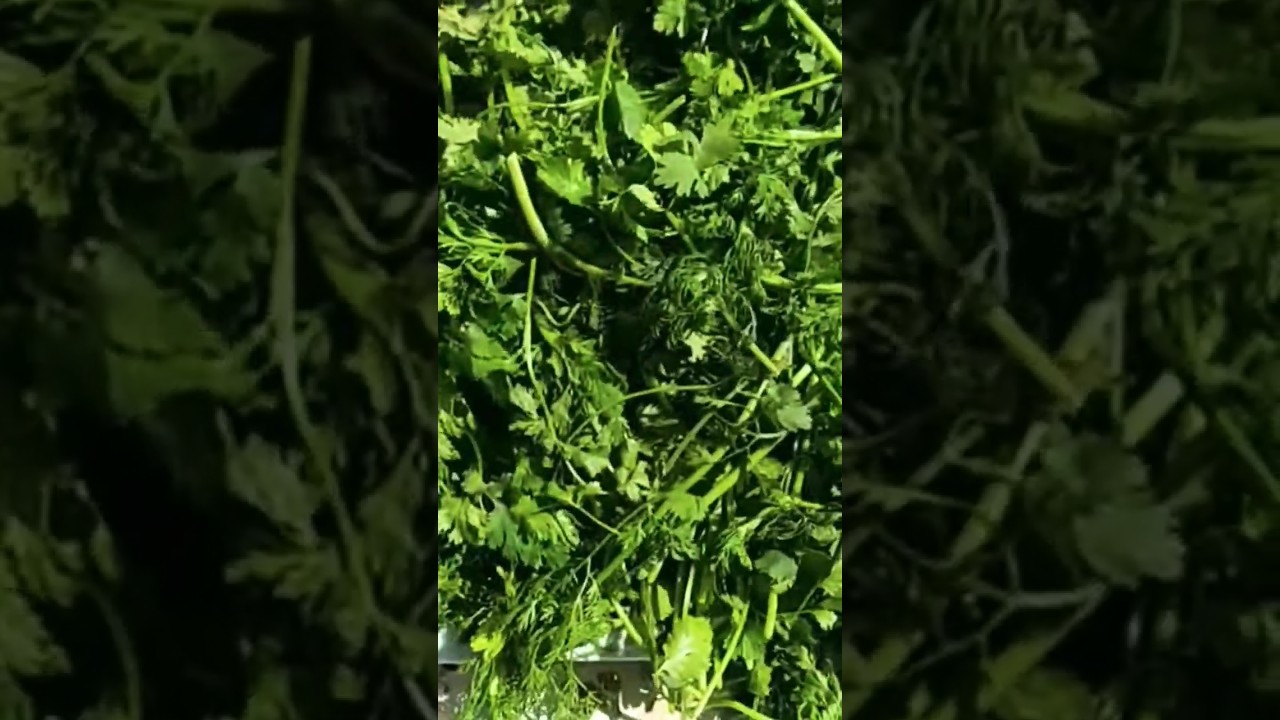 🌿☘️❄️Не сушу и не замораживаю!💯 Заготовка кинзы и петрушки на зиму🌿