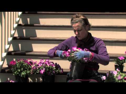 How to Make Impatiens Bushier : More Gardening Advice