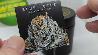 Player Profile One and Done: Blue Lotus by Maven Genetics