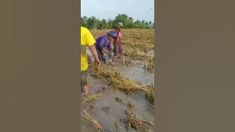 Bắt Chuột Mùa Cắt Lúa #shorts