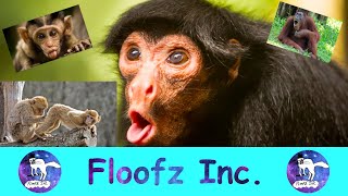 A Funny Monkey Compilation! by Floofz Inc. 174 views 2 years ago 9 minutes, 8 seconds