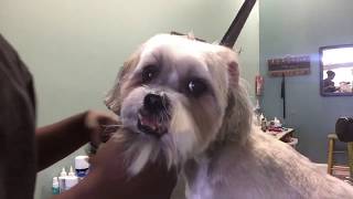 Dog grooming for beginners: video 3 of3