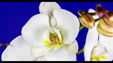 N  Uprising HDR experimental video cycles of nature