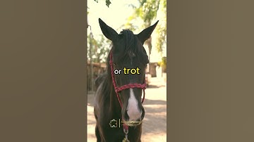 #shorts Solve this wild Riddle