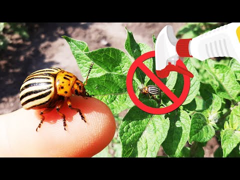 Video: Organska kontrola štetočina - Kako napraviti prirodne pesticide