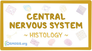 Central nervous system: Histology