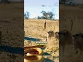 Mongoose I Nature Tiny Hero Takes On Deadly Snakes!