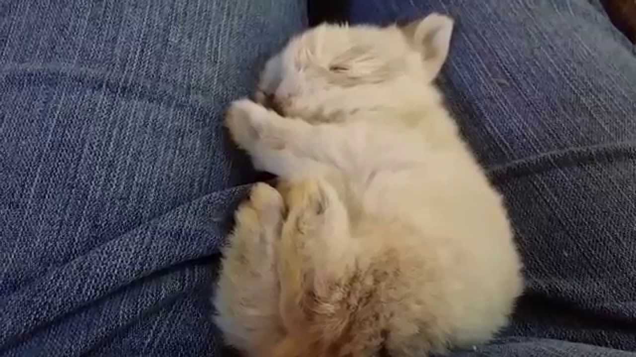 Holland lop baby bunny sleeping. YouTube