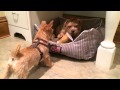 Norfolk Terrier Ernie Wins The Coffee Cup の動画、YouTube動画。