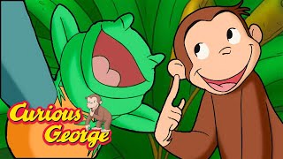 Download Lagu What Sounds Do Animals Make? π΅ Full Episodes | Curious George MP3 Download Lagu What Sounds Do Animals Make? π΅ Full Episodes | Curious George MP3