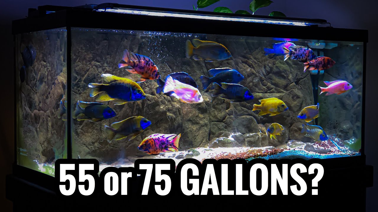 Which African Cichlids For A 55 And 75 Gallon Aquarium?