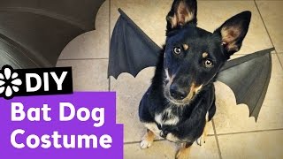 DIY Bat Dog Halloween Costume | Sea Lemon